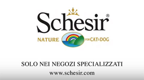 Schesir